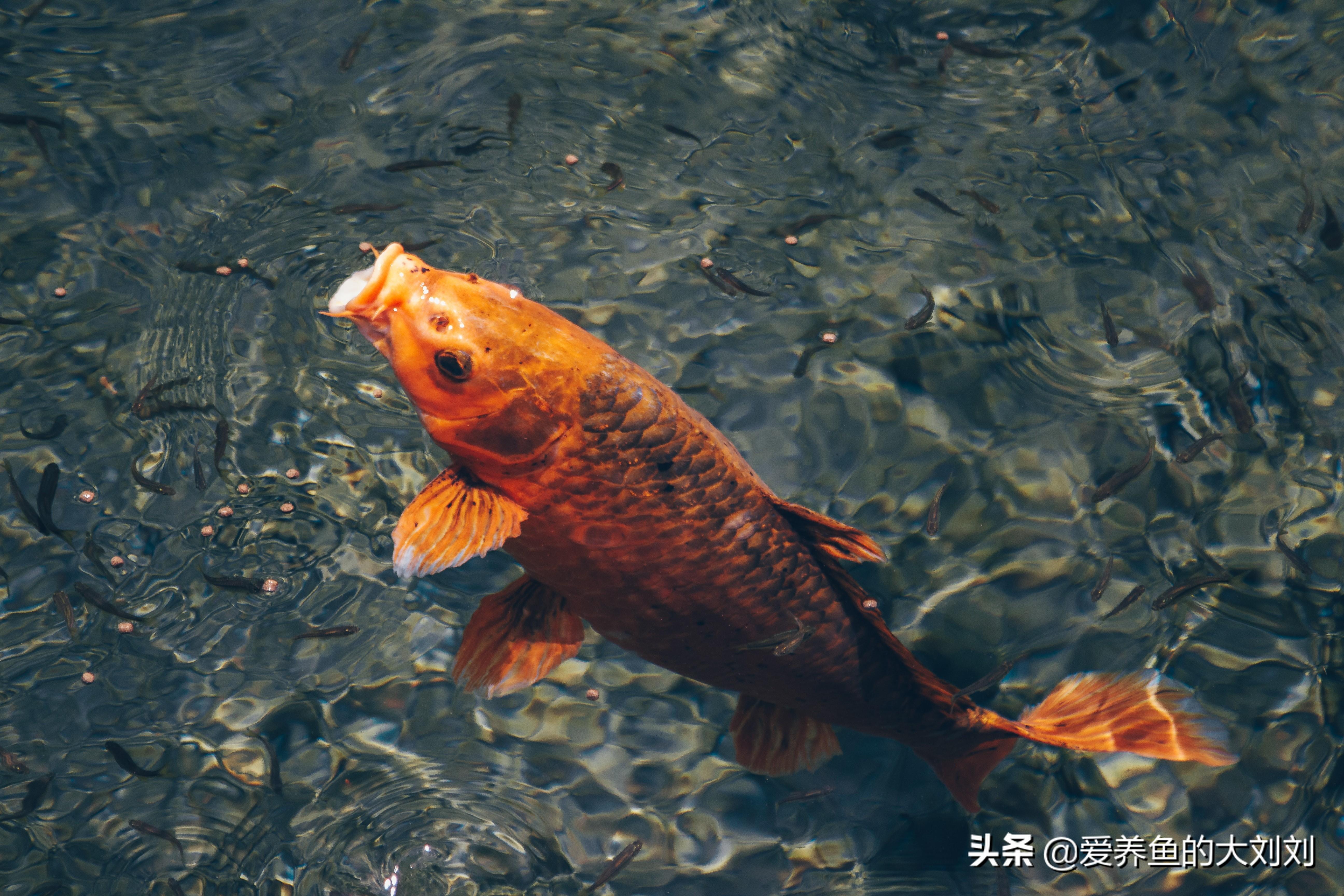 锦鲤多久喂一次(四个锦鲤鱼粮的认识误区)插图