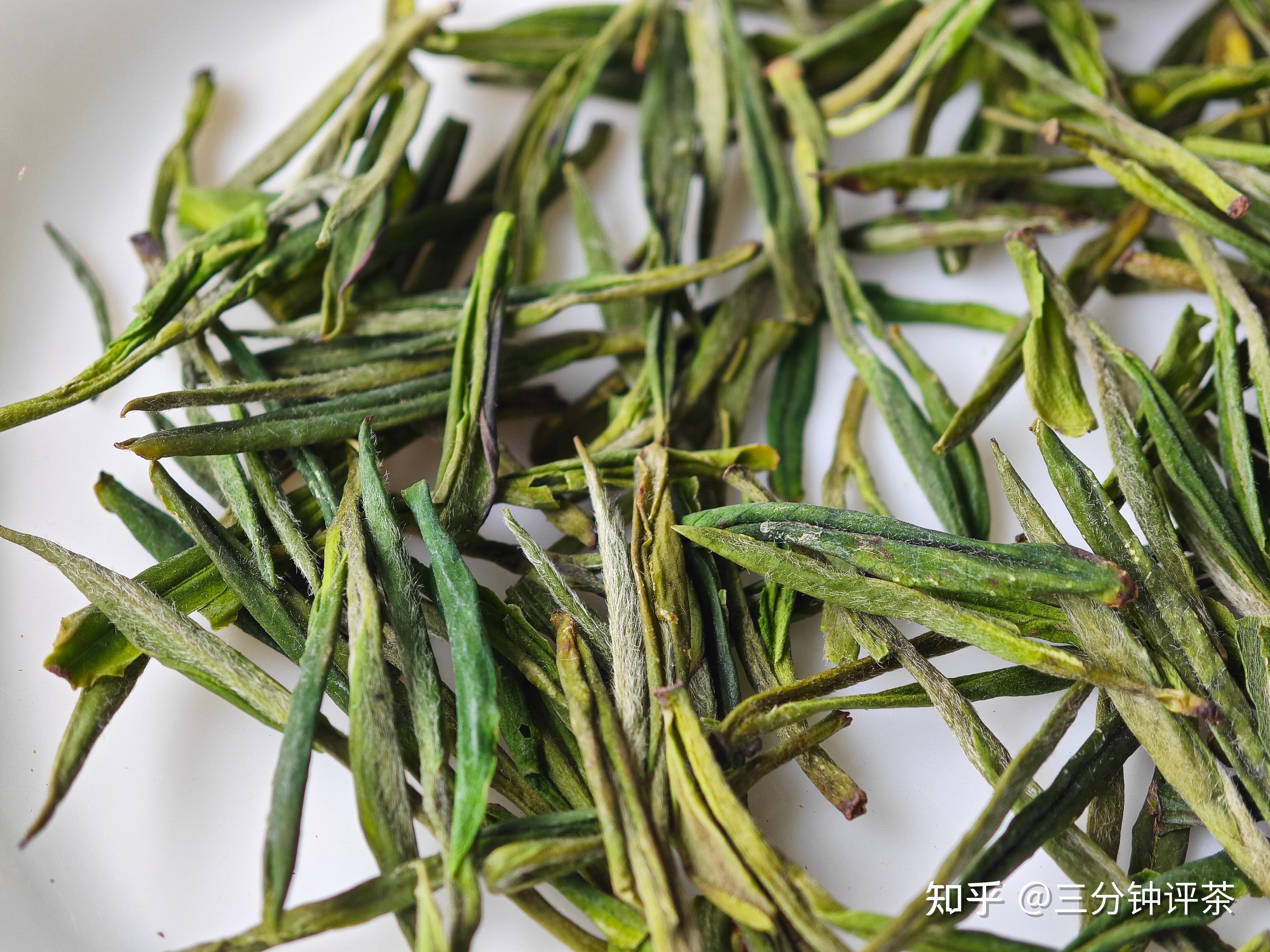 宋品2024雨前特级安吉白茶100克罐装品鉴| 一日一茶 no.206