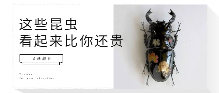 在昆虫标本上画画 这些昆虫看起来比你都贵 知乎 在昆虫标本上画画 这些昆虫看起来比你都贵 知乎