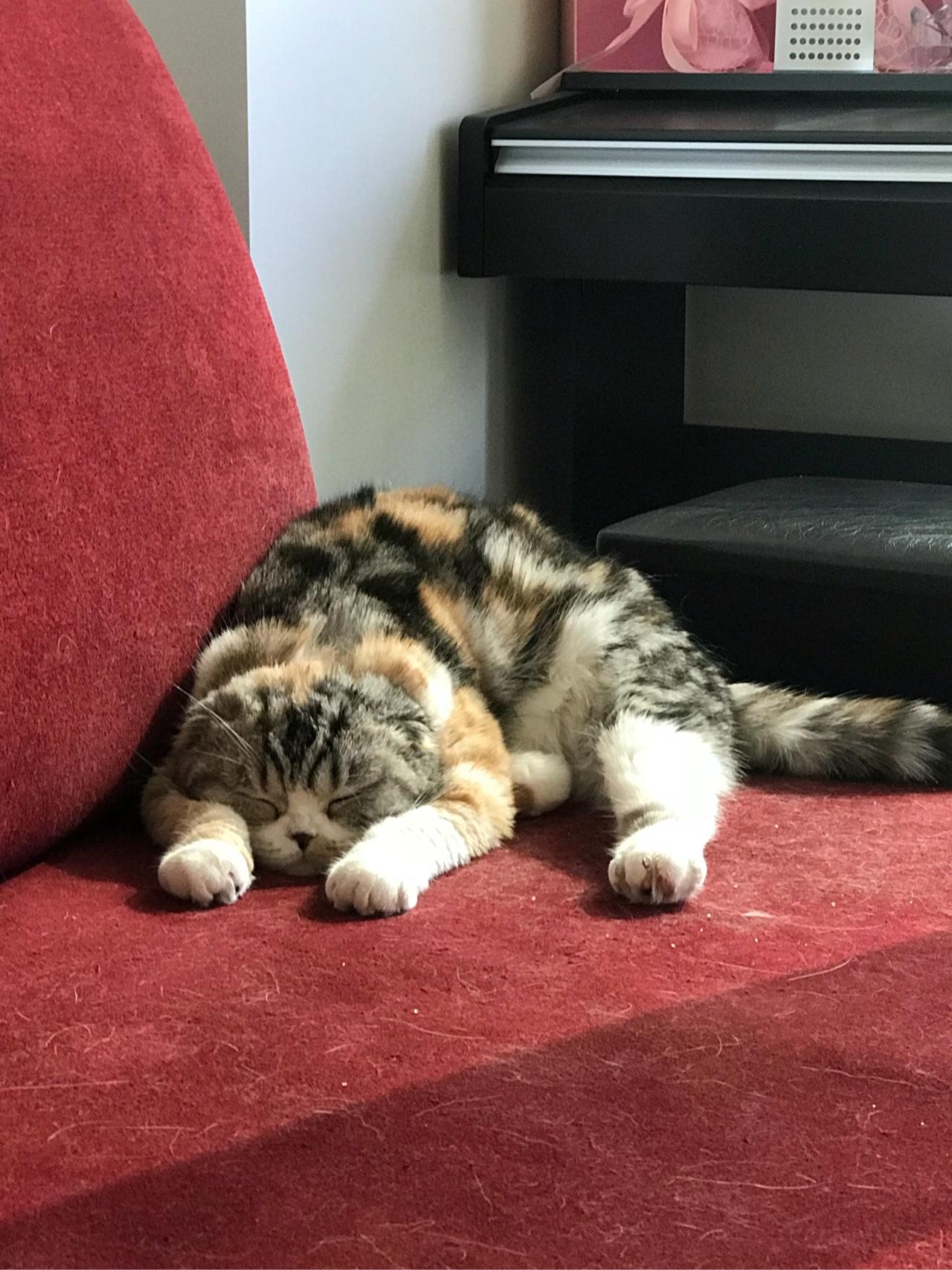 为什么猫咪总喜欢用这种姿势趴着? - 知乎