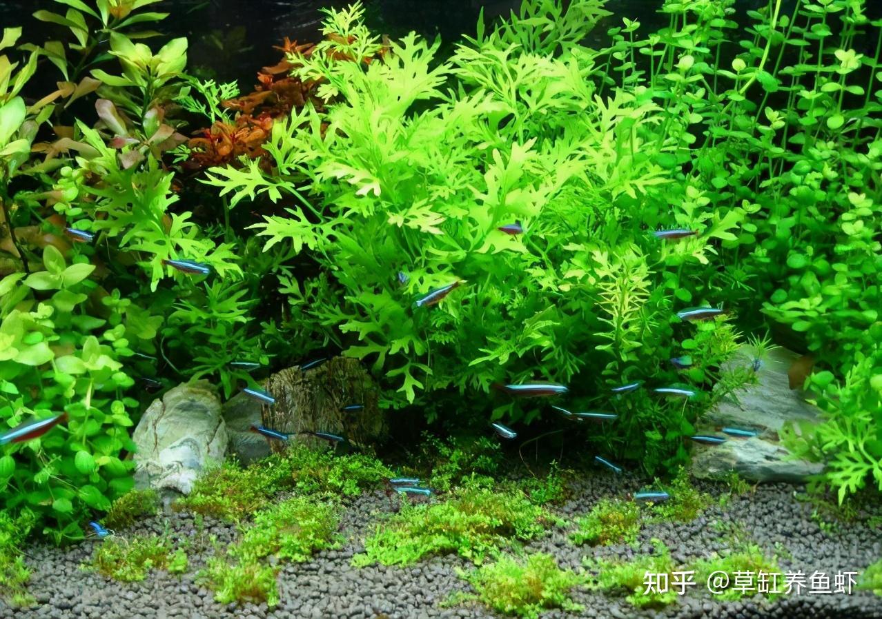 鱼缸有水草更漂亮怎样才能养好水草这6种水草各有不同