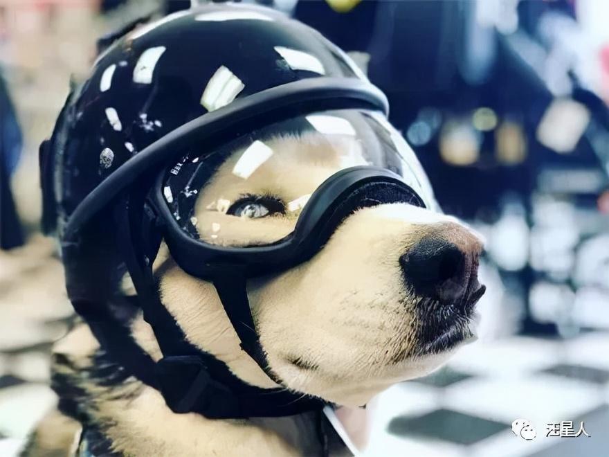 男子带着哈士奇骑行旅游可当狗子脱下头盔后网友都懵了