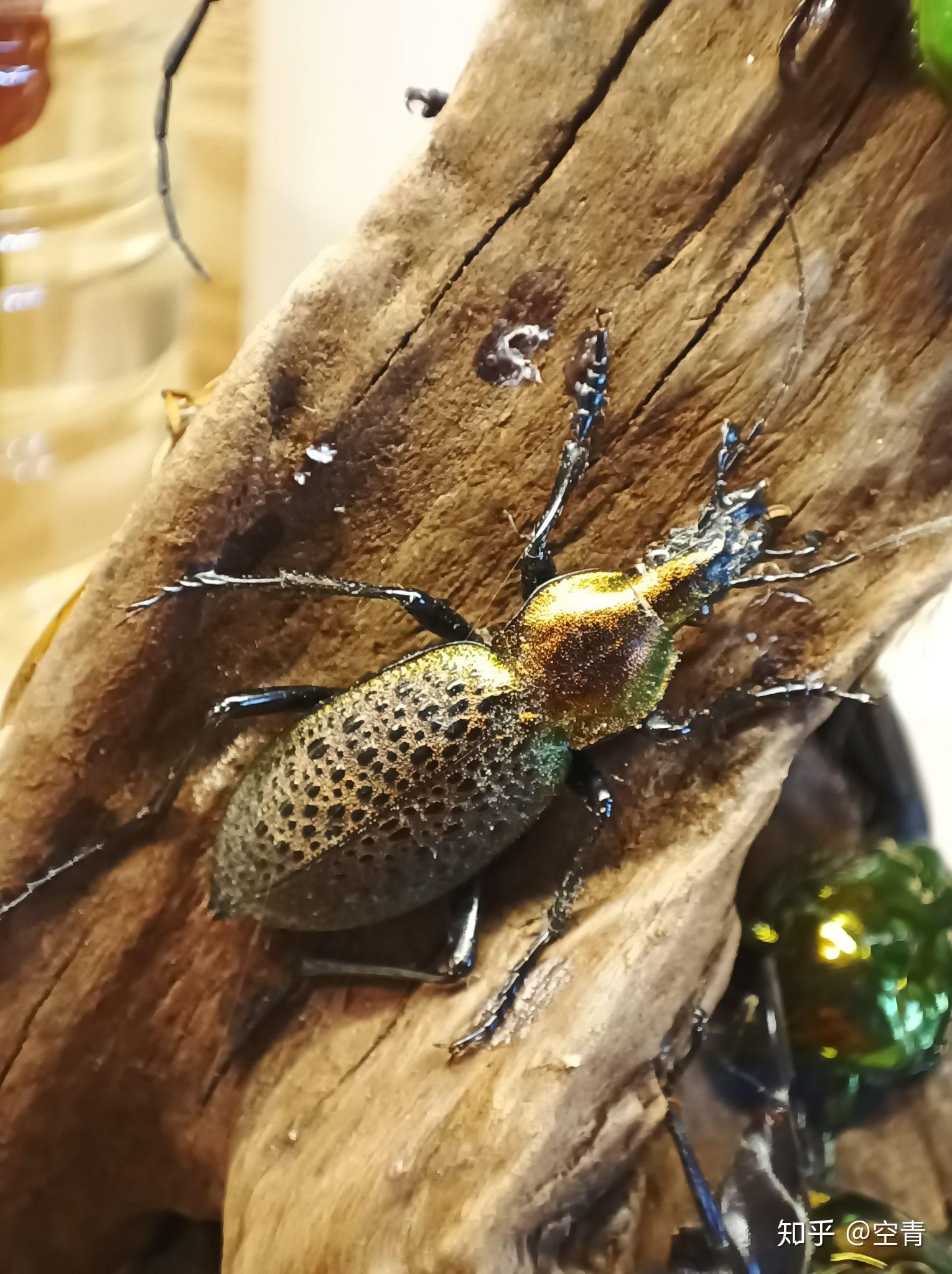 昆虫标本微景观制作