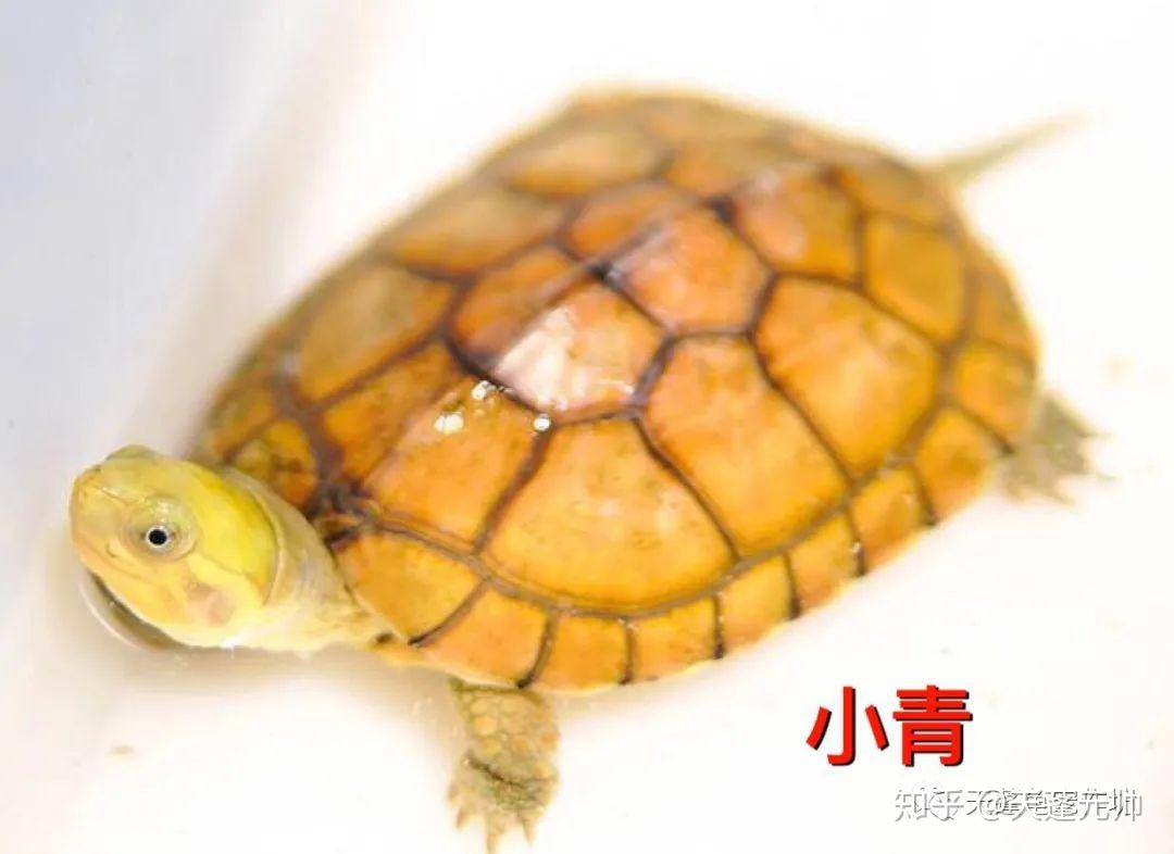 黄喉有多个亚种:小青,大青,南石,八重山.