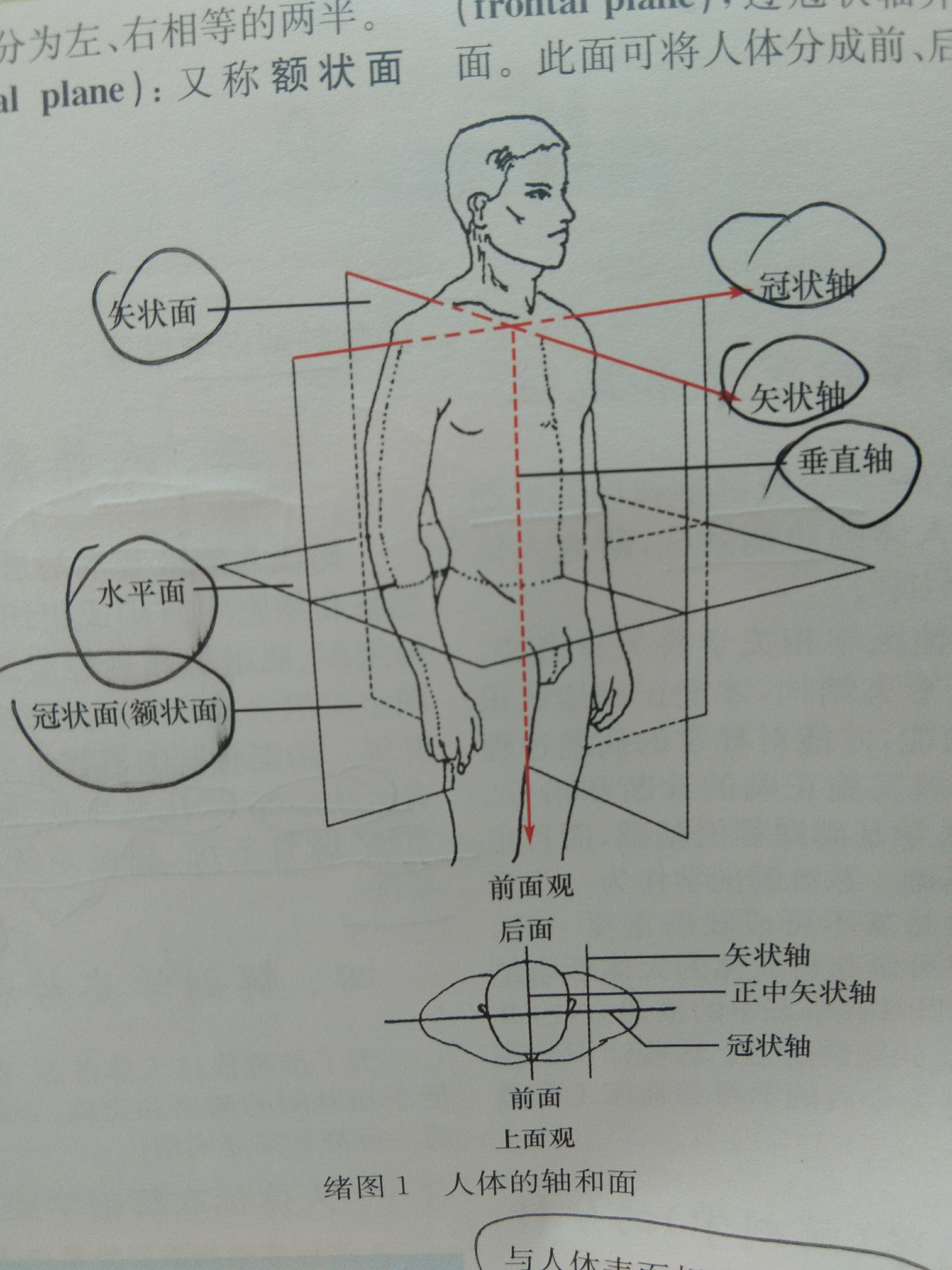 冠状轴运动图片