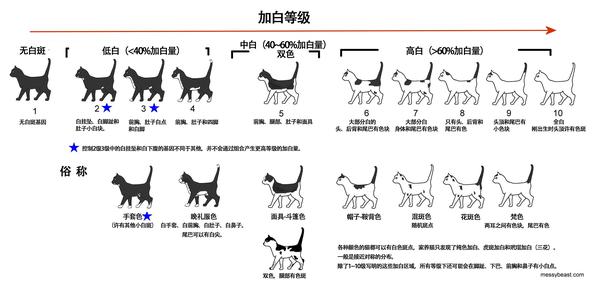 猫咪花色分类及遗传大全 知乎