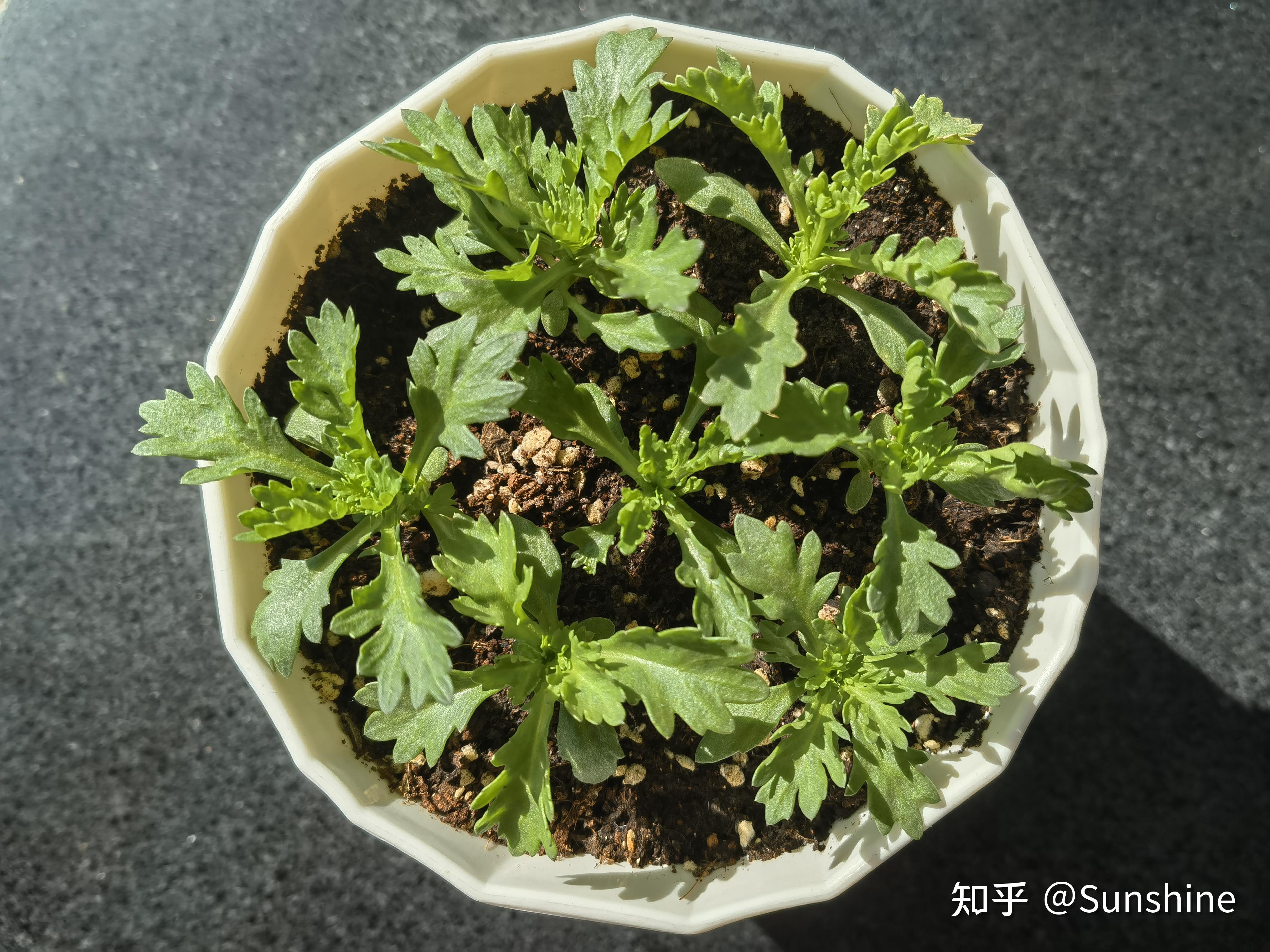 养花白晶菊种植日记