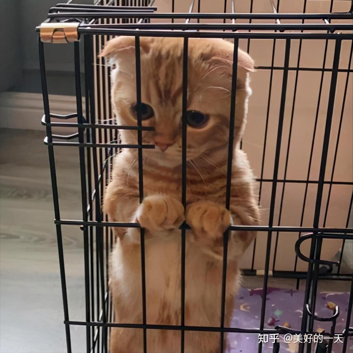 过来人告诉你,“养一只猫”和“养两只猫”,差别很大 - 知乎