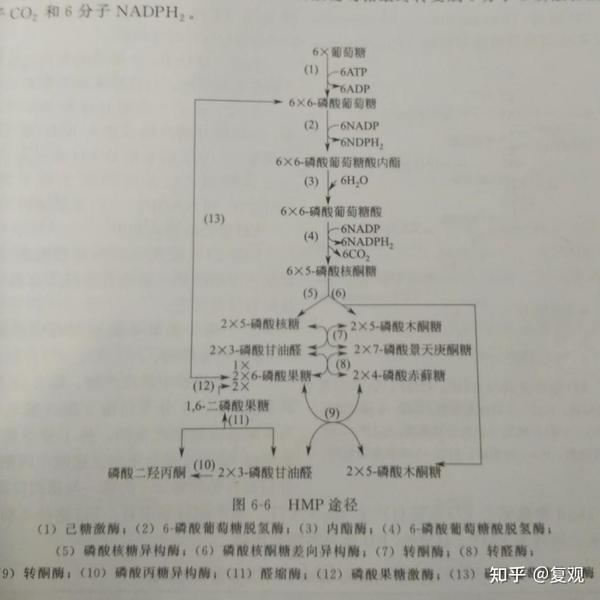 微生物产能代谢途径和能量转化