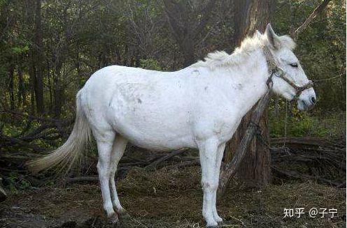 因为天气潮湿,所以白色变花,不仅仅让电视剧无法拍下去,连马到脾气也