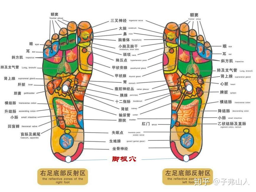 踵息与道家“五根五心”说 知乎 9486