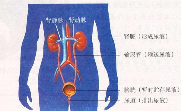 学习站桩，你得知道丹田的位置，否则可能白忙活了！（个人见解） - 知乎