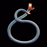 Zhihu profile picture for @monty