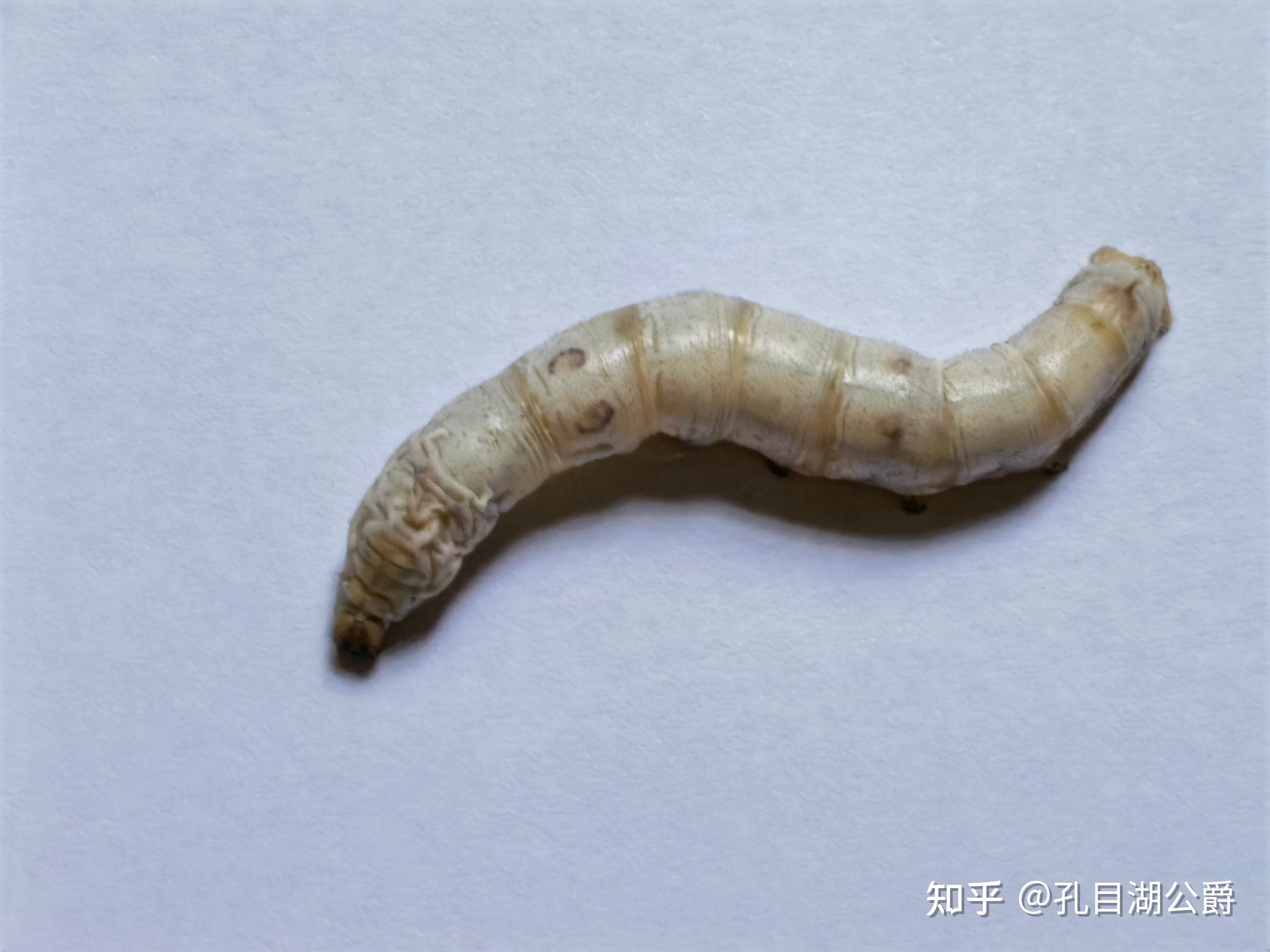 春蚕吐丝被我发现啦