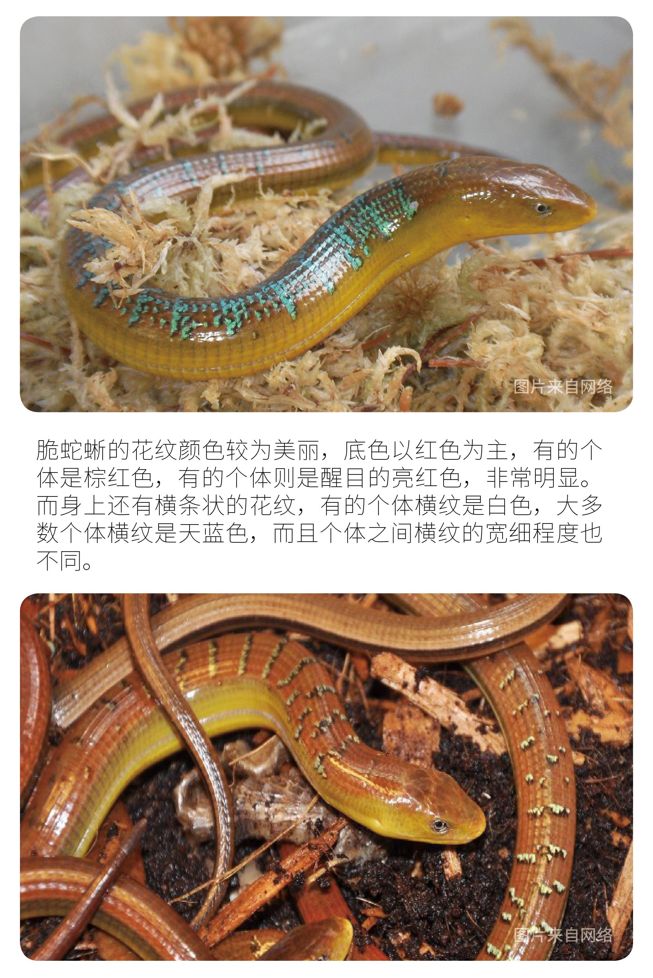 物种小谈┃ 脆蛇蜥 - 知乎