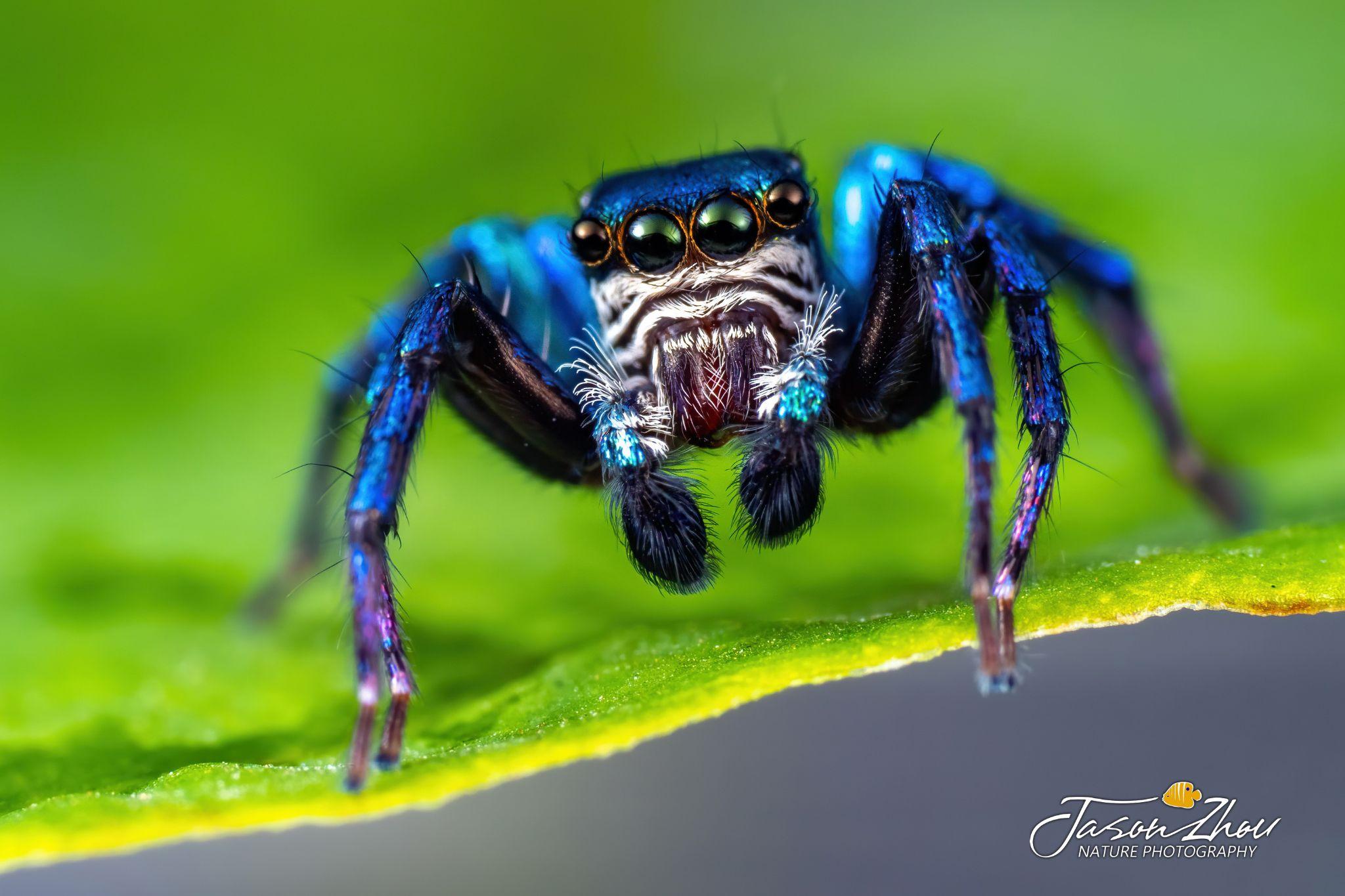 有哪些长的很好看的虫子?