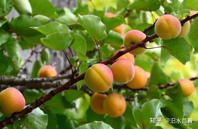治咳嗽要药——苦杏仁药性分析 - 知乎