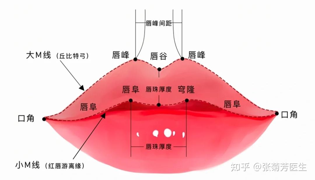 do唇前必看“唇部美学解析 - 知乎