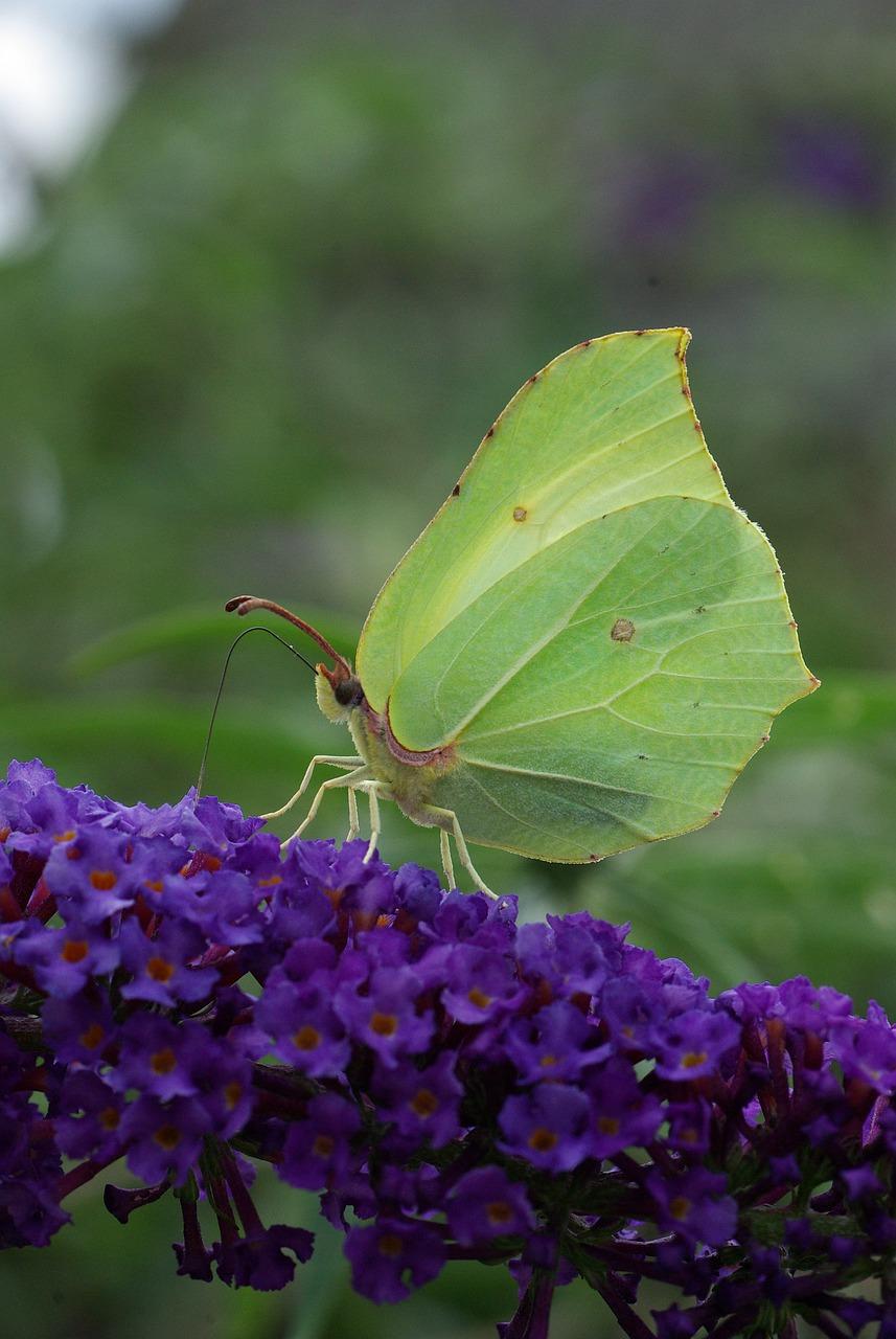 大白的善良品质
