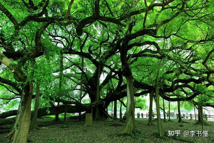 《庄子》逐句解读 人间世之十一 追求无用的树神 - 知乎