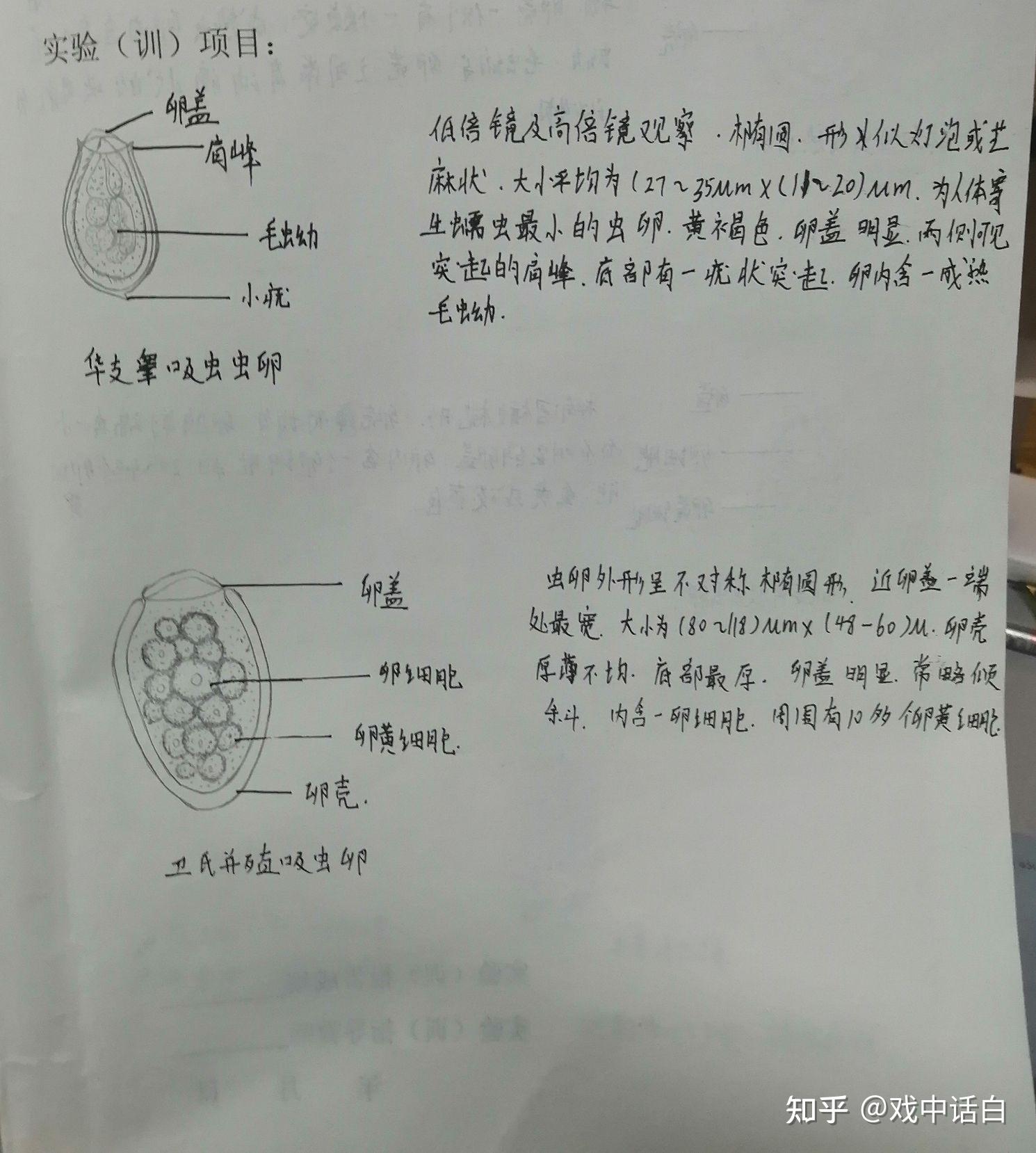 绦虫虫卵手绘图?