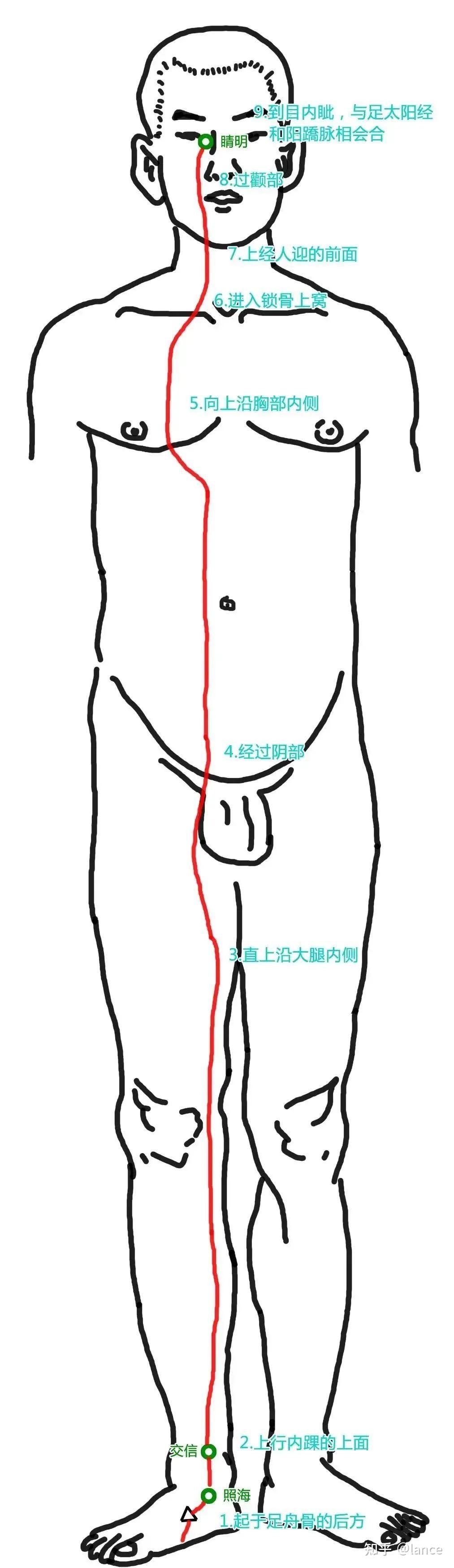 黄帝内经:奇经八脉(督脉、任脉、冲脉、带脉、阴维脉、阳维脉、阴蹻脉、阳蹻脉)图解 - 知乎