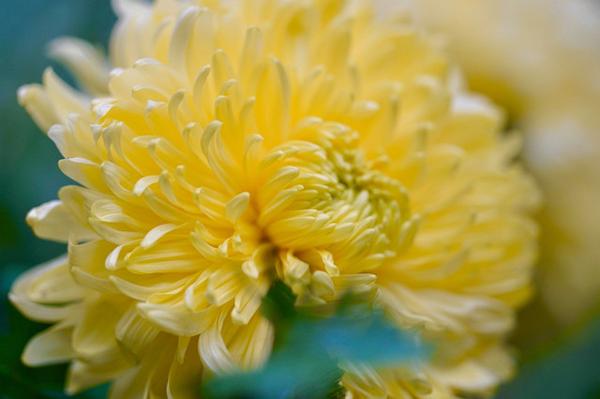 收藏】中国15个地域特色菊花,有你家乡的么? - 知乎