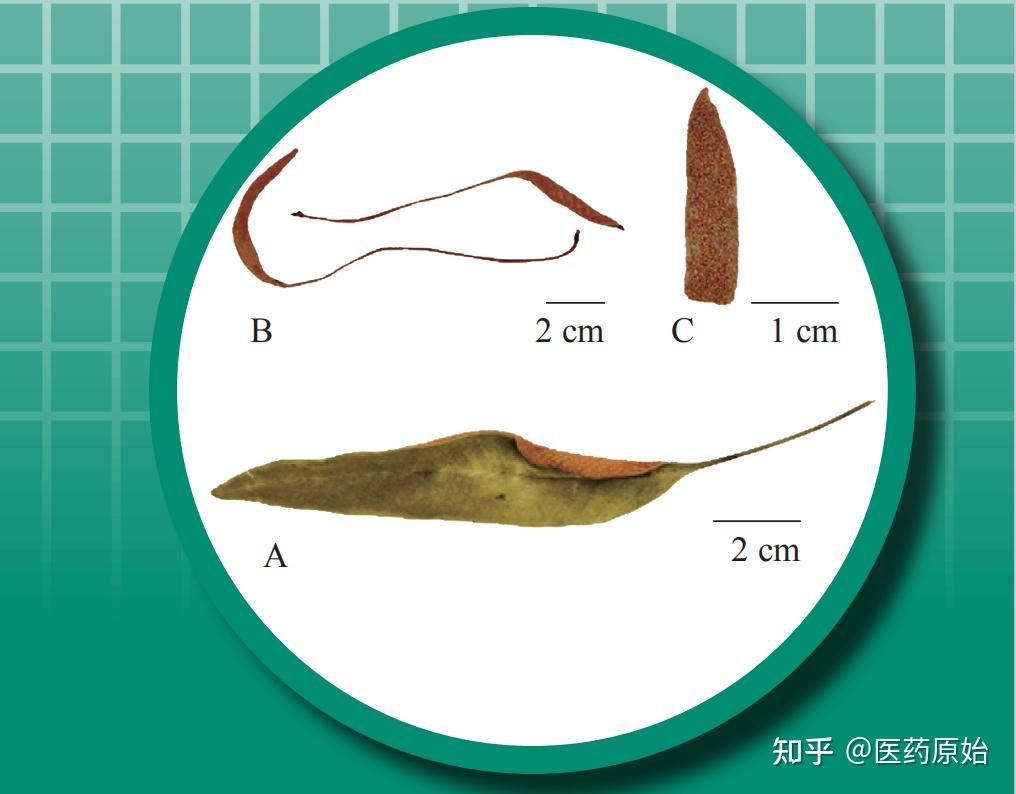 石韦手绘图片