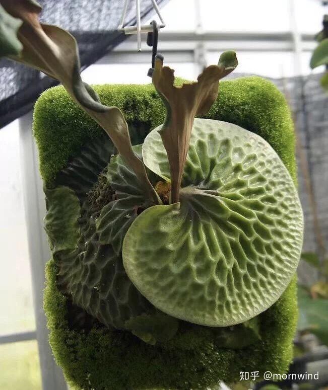 鹿角蕨的孢子的繁殖