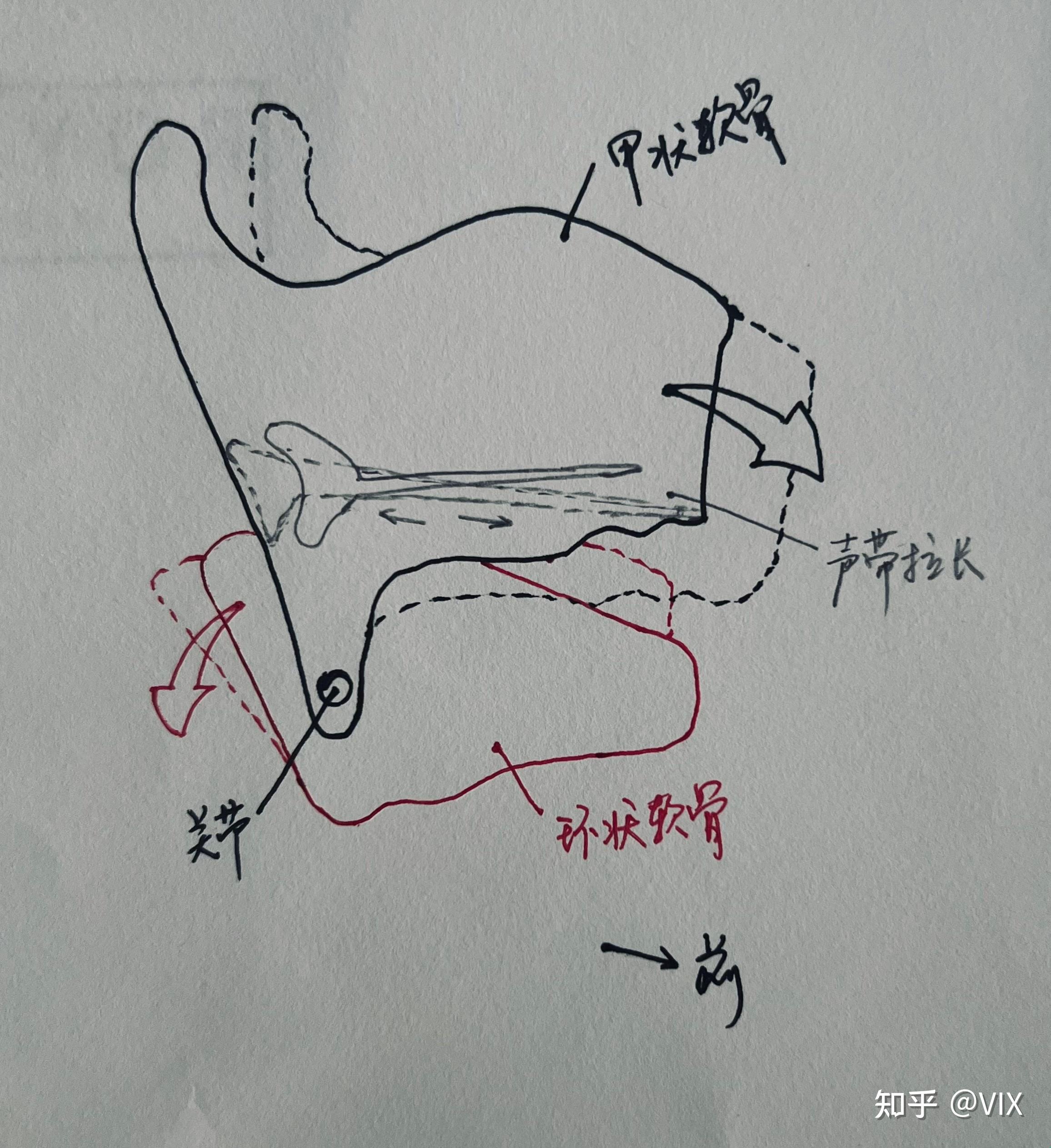【VI声乐学习笔记】帮你发声的喉内部肌群到底都有什么?怎么互相配合的? - 知乎
