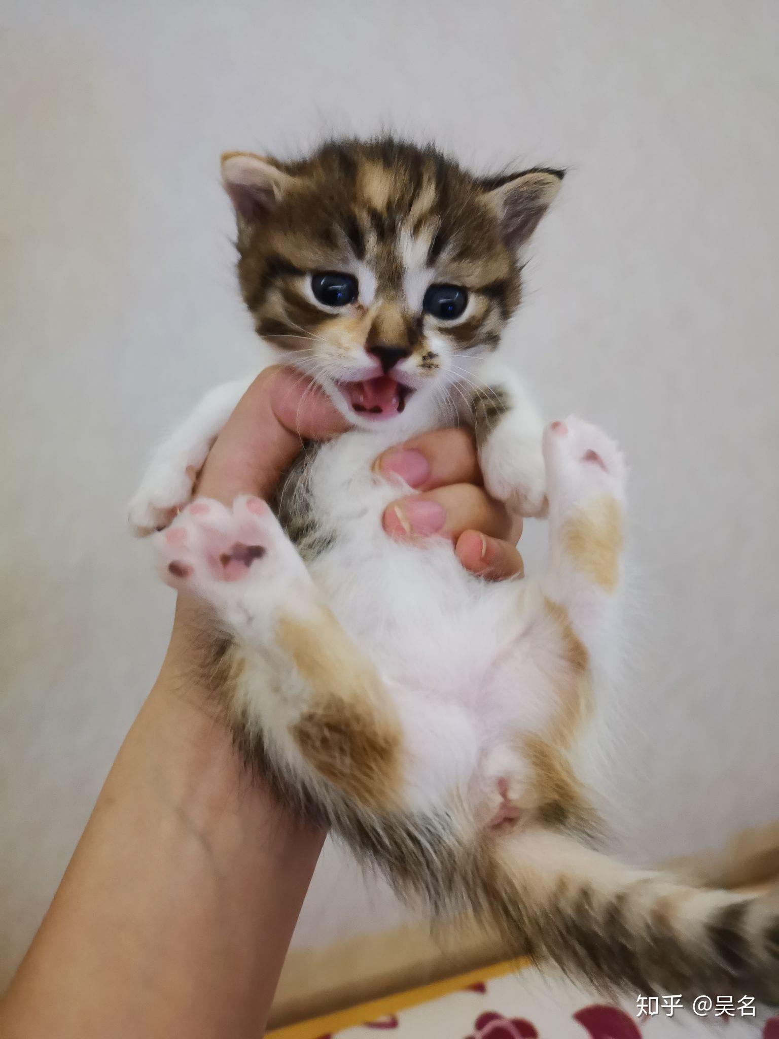 矮脚蓝猫母和田园橘猫配上生出来什么猫咪