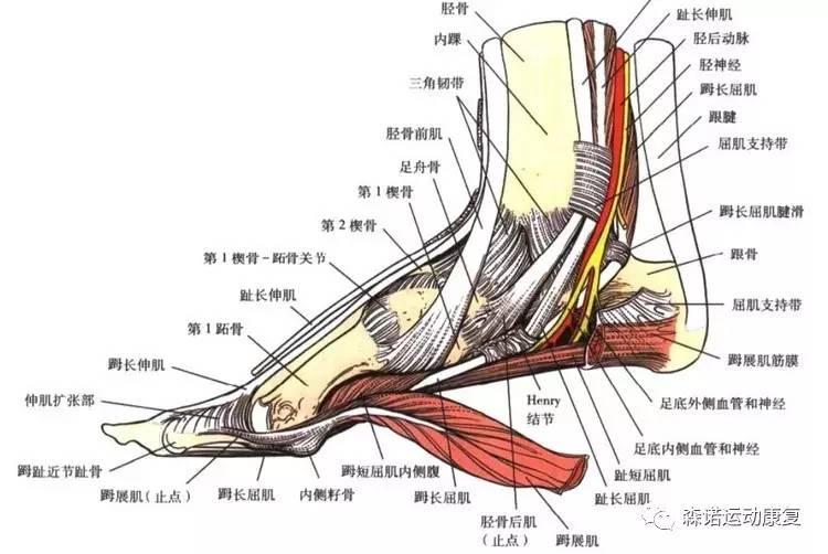 踝关节损伤以外侧多见,因此腓骨长短肌对踝关节的稳定和损伤预防起着