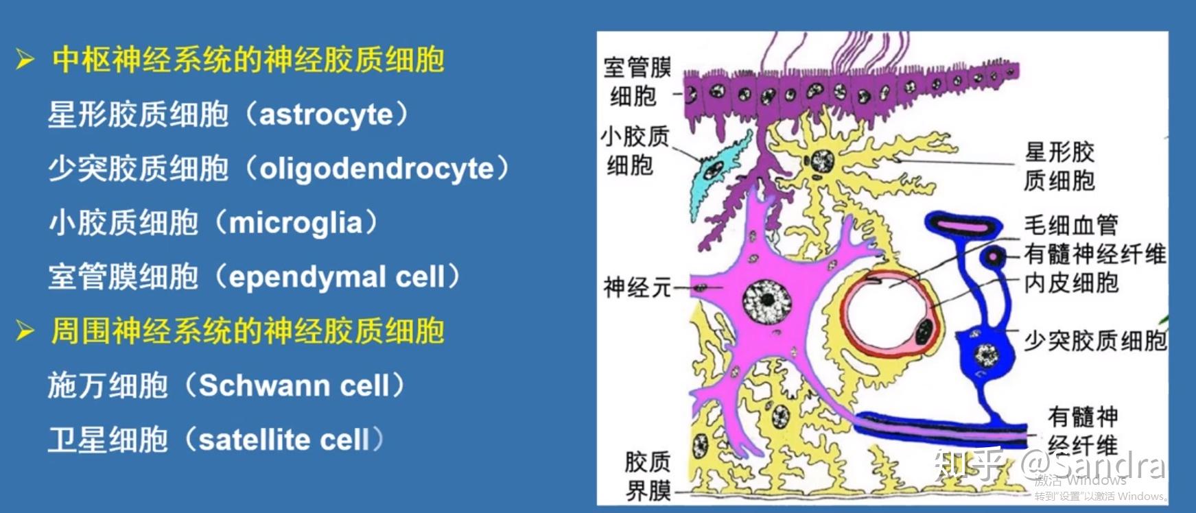 神经胶质细胞