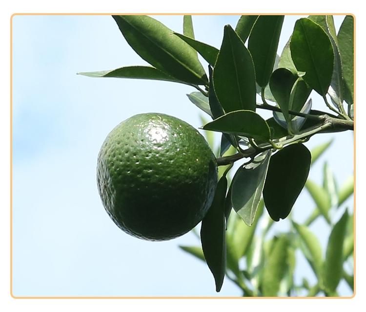 森晒课堂19新会陈皮道地性新会原产茶枝柑品种