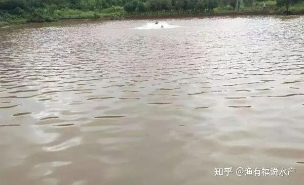 池塘水质浑浊的原因及解决措施 - 知乎