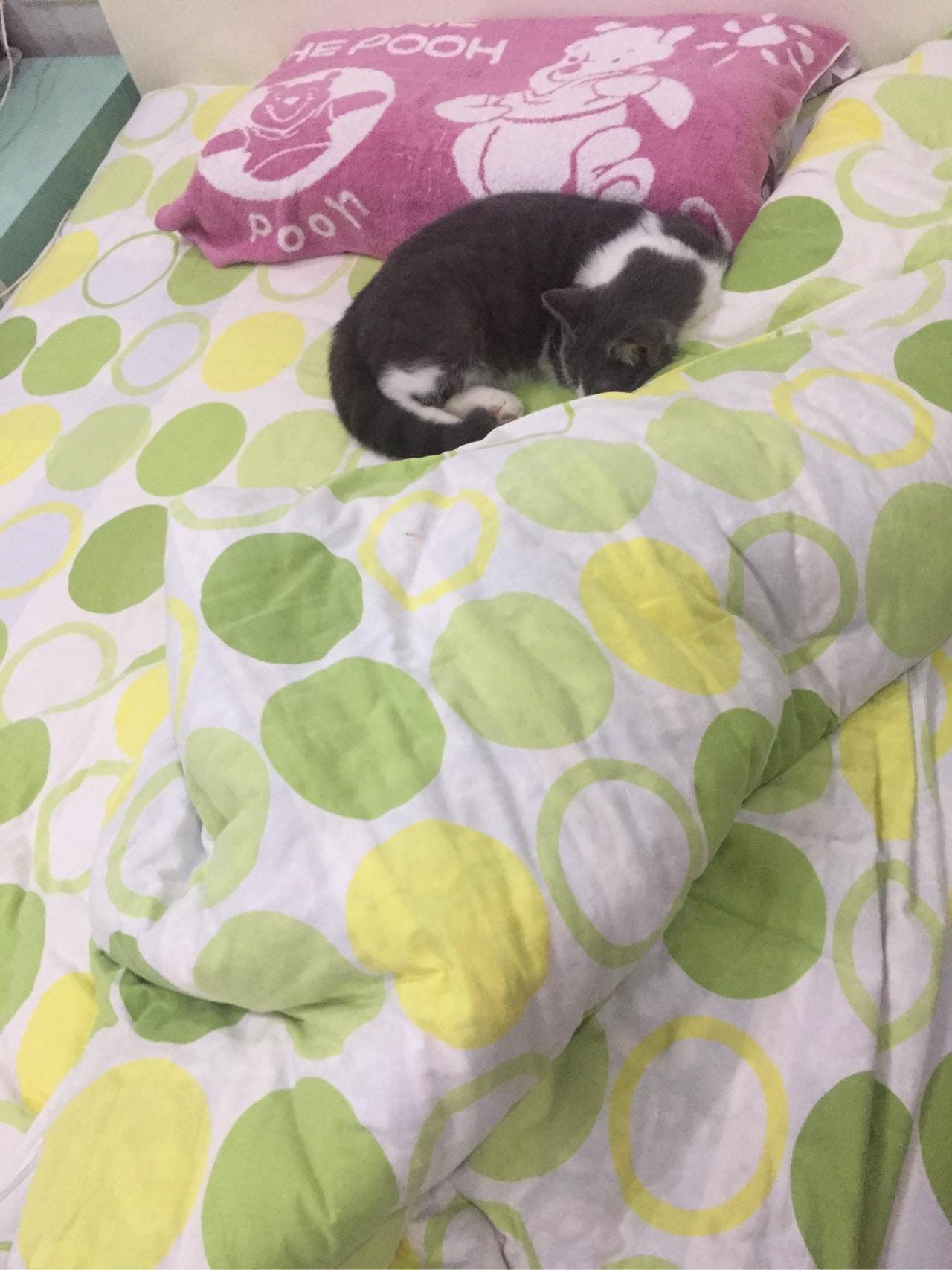 猫可以关笼子里养吗?