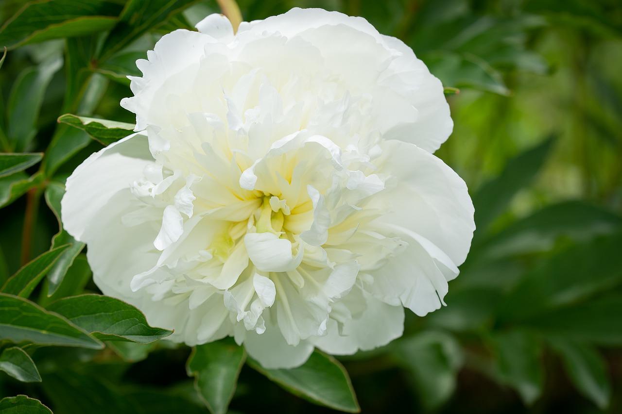 3. 芍药花色详解