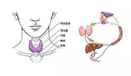 甲状腺结节的良性与恶性,如何自我辨别 知乎