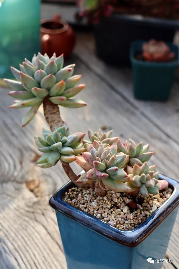 不一样的美 石化 知乎