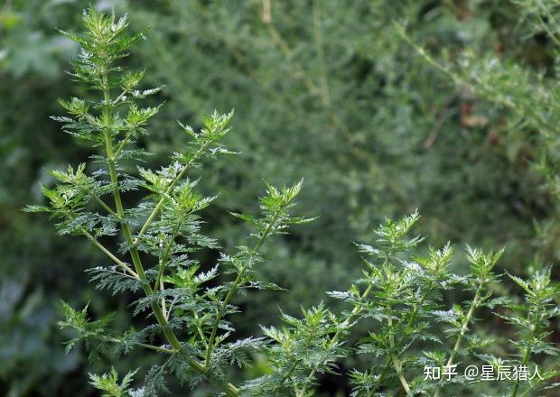 農家小院就有這植物,屠呦呦用它提煉青蒿素,農民卻用來做涼茶