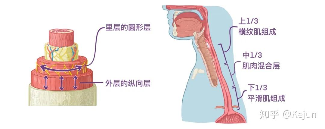 人体解剖学基础——腹部内脏篇(食道和胃) - 知乎