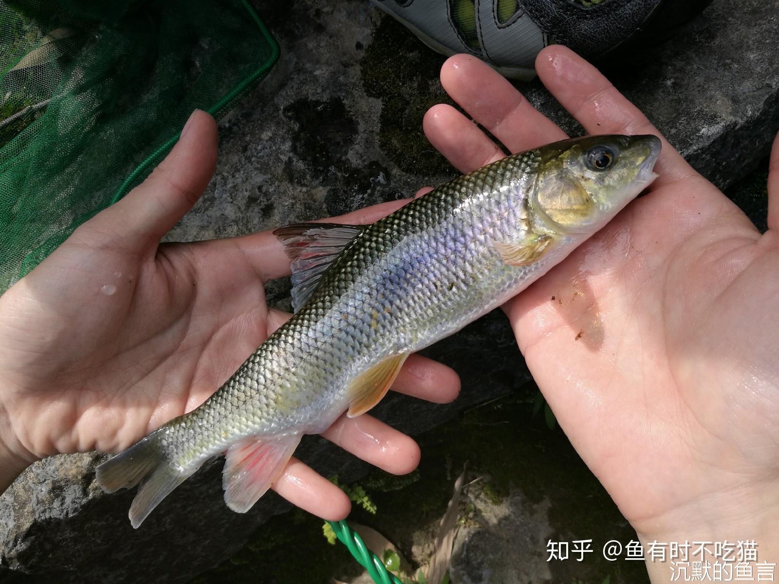 中国原生鱼:北京鱼类图鉴 - 知乎