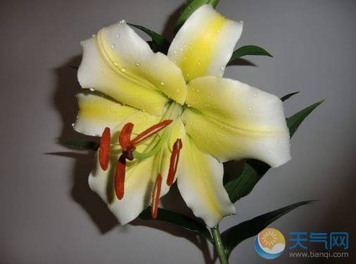 母亲节送什么花母亲节送什么花最合适 知乎