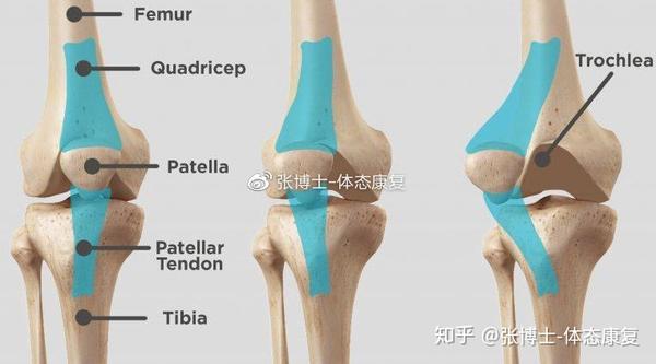【运动康复科普】预防髌骨脱位,膝关节疼痛,要做这些髌骨稳定性训练-