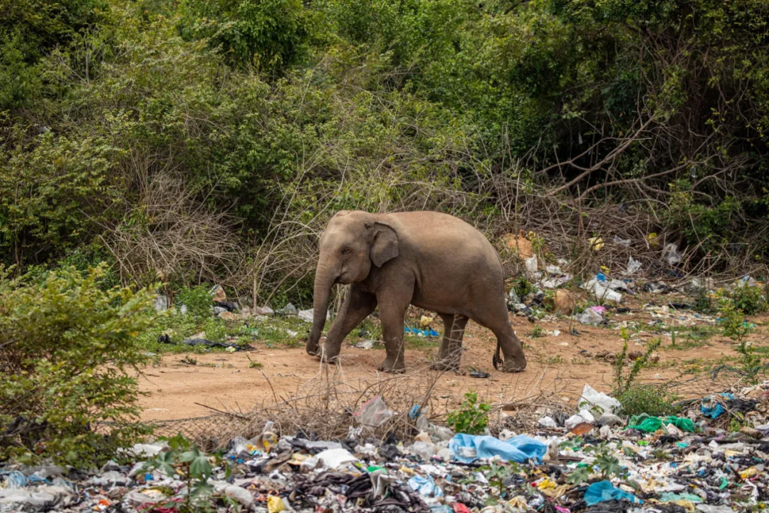 大象被逼在垃圾中觅食人间仙境真面目曝光太心疼了