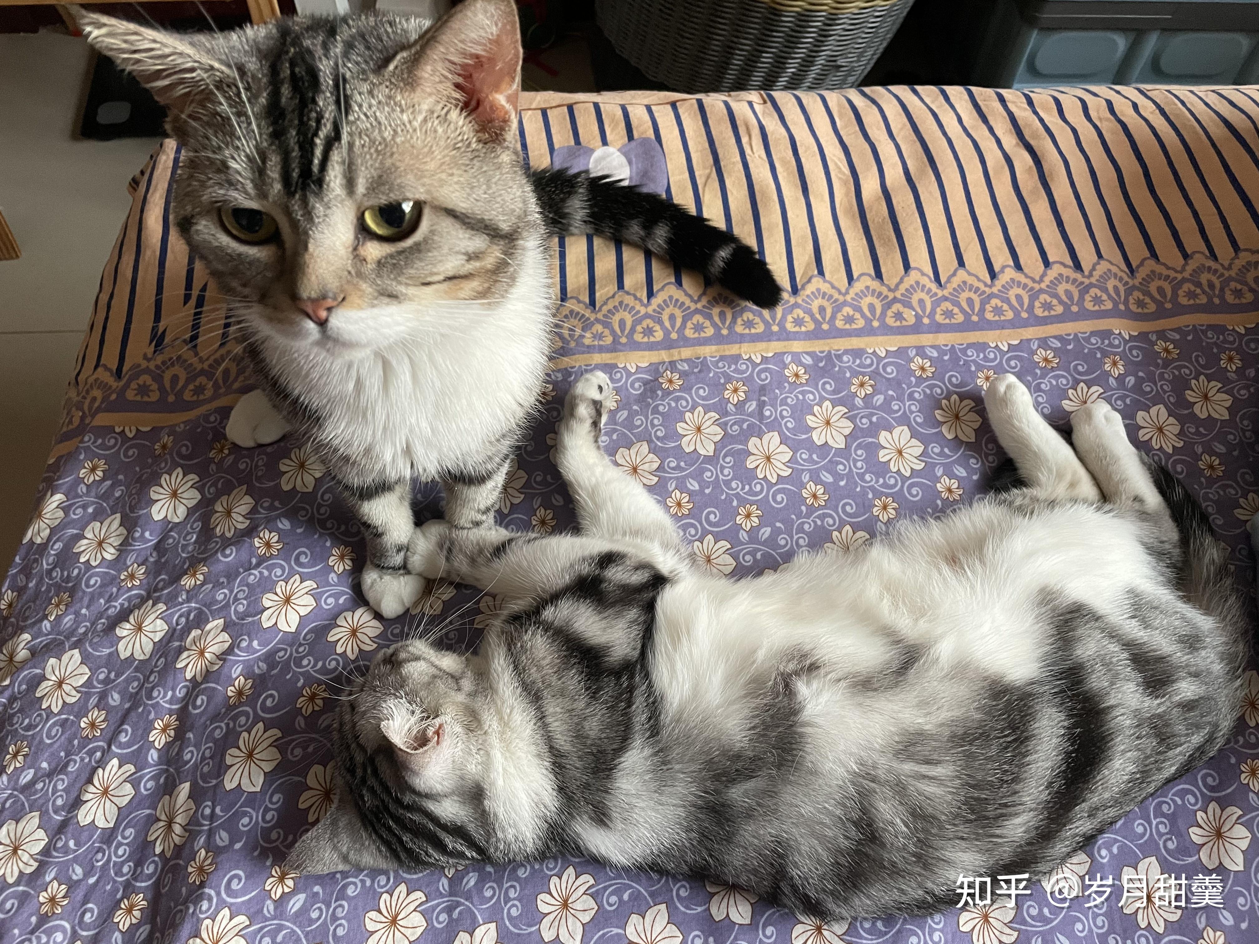 为什么有那么多人养猫,家里有只粘人贴心的猫猫是种什么样的体验? - 知乎