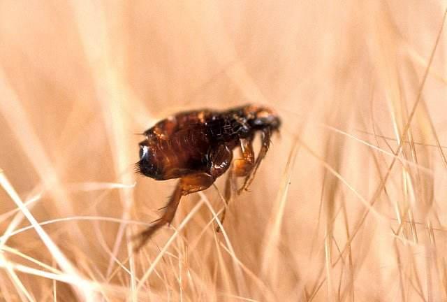 家里为什么会有跳蚤如何清灭家里的跳蚤