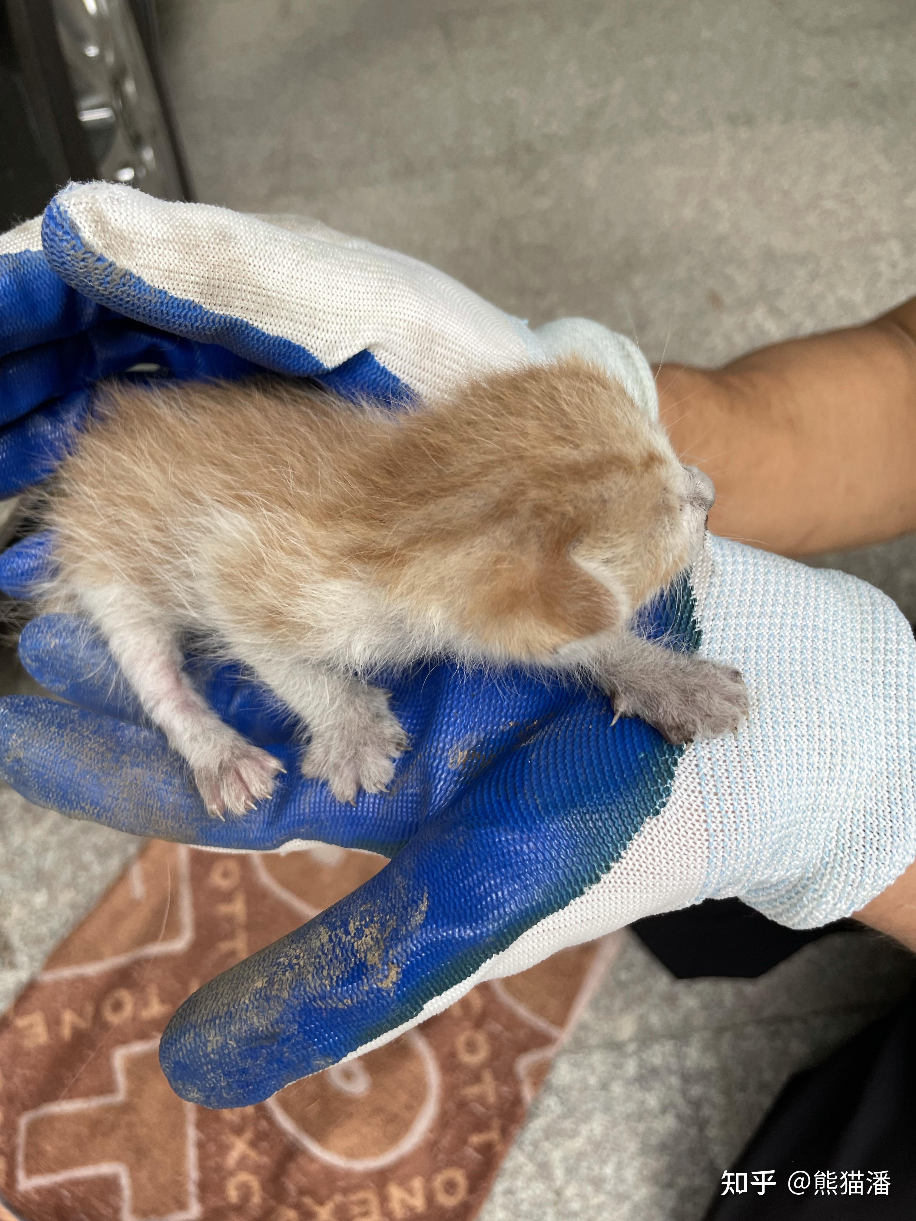 把一只刚出生的小奶猫一直养大是什么感觉?