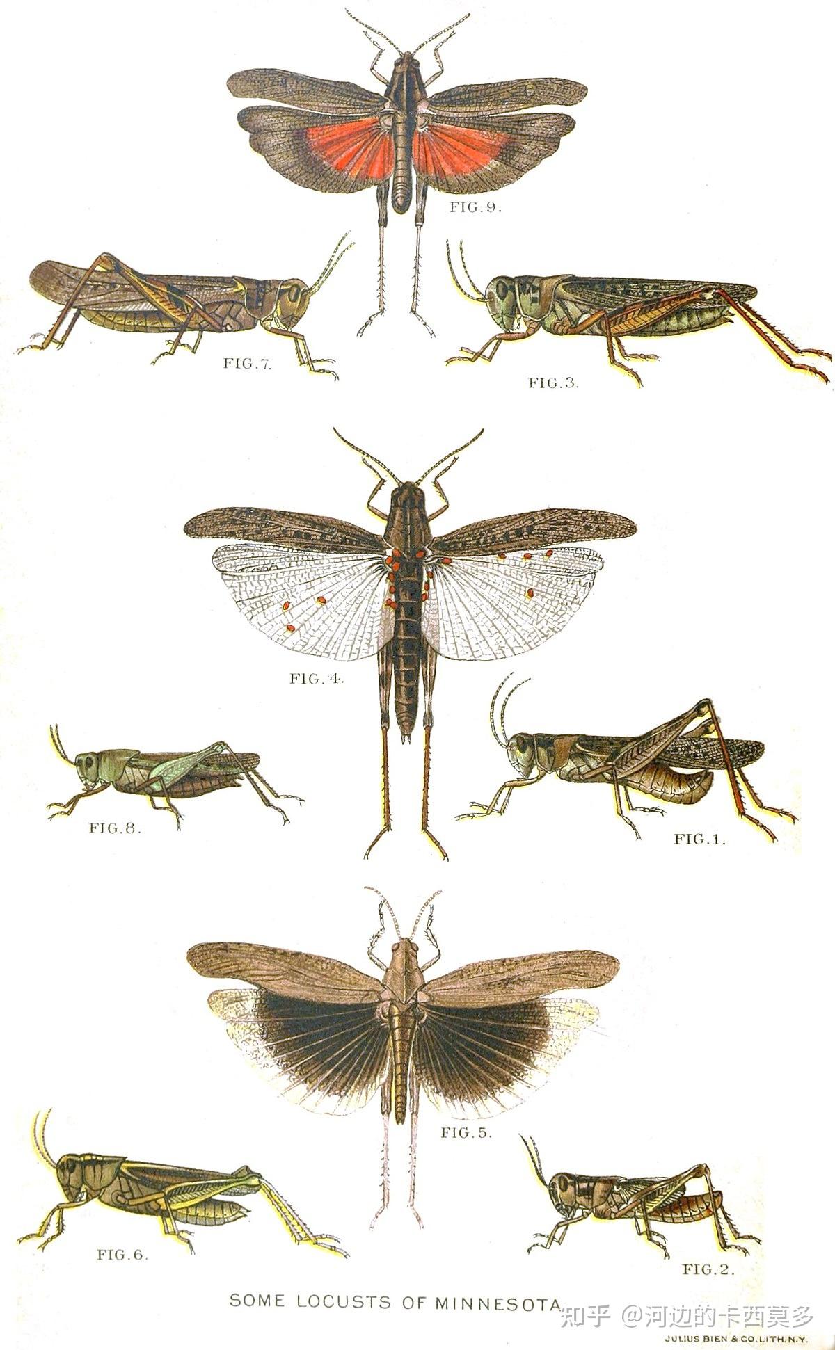 21. 落基山岩蝗：其兴也勃，其亡也忽- 知乎