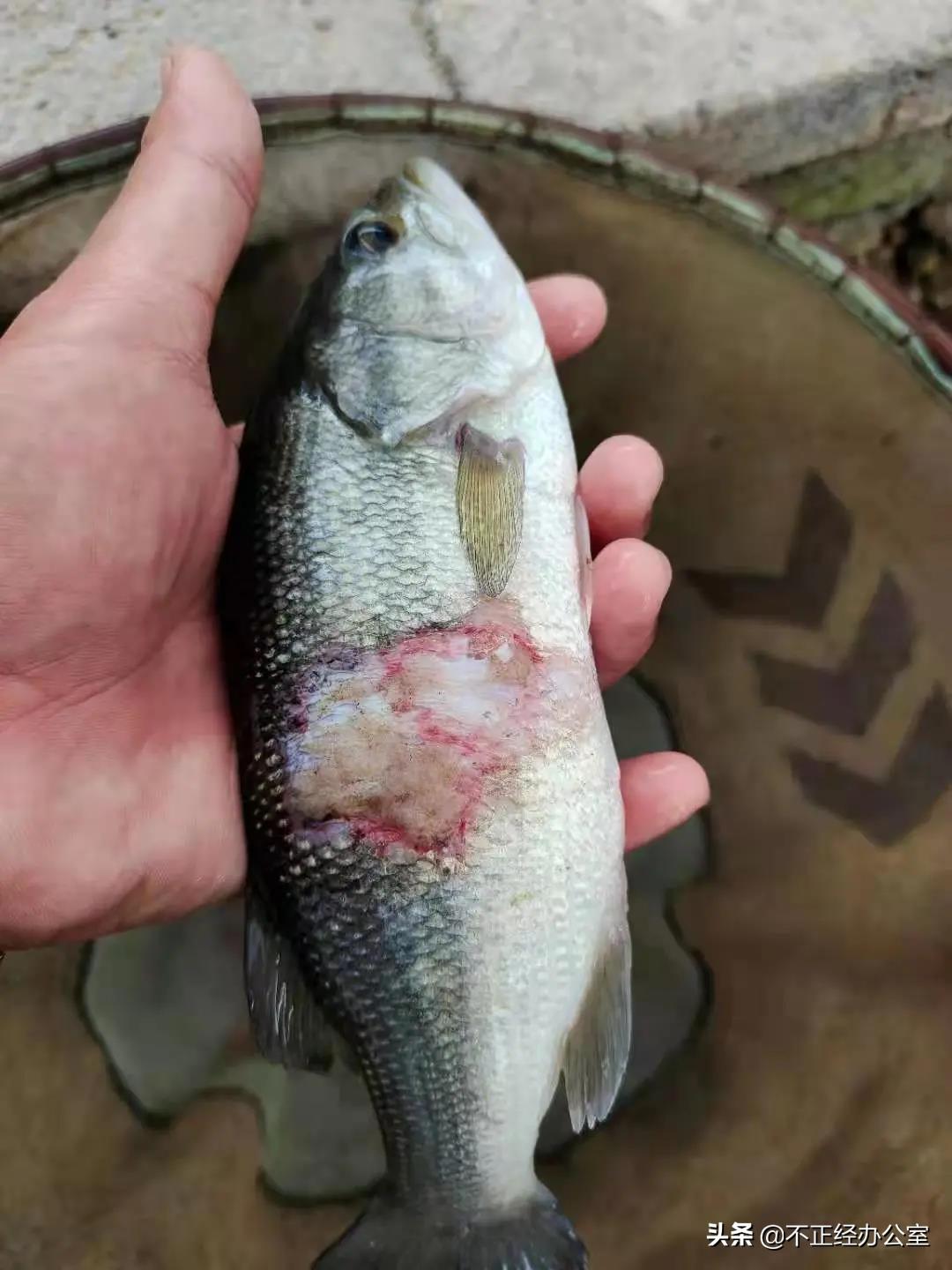 养殖户在过塘时,加州鲈鱼体受到损伤,导致继发性细菌感染引起加州鲈烂